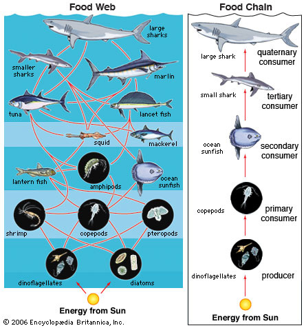 food web chain marine hydrology different science water
